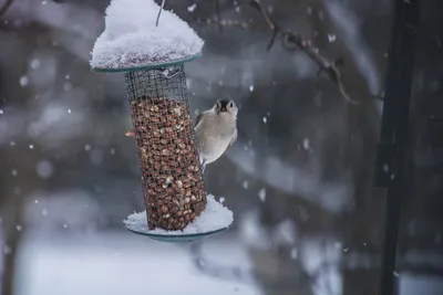 Говоруны": Зимующие птицы