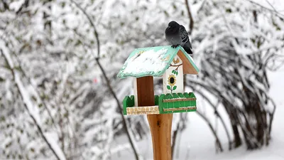 15 января – День зимующих птиц в России | Русское географическое общество