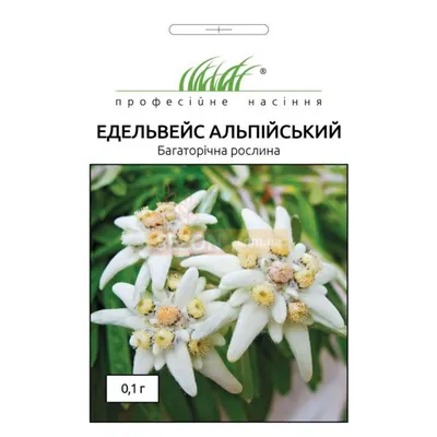 Эдельвейс Цветы, доставка цветов и букетов, ул. С.В. Мацоты, 36Д,  Новочеркасск — Яндекс Карты