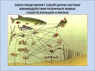 Экосистема озера - презентация онлайн