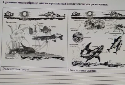 Экскурсионный маршрут: "Водоём – как экосистема" -