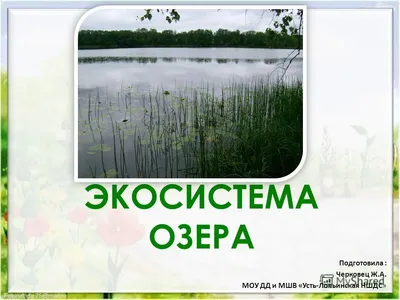 Богатая Береговая Болотная Экосистема Озера Хурден Швейцария — стоковые  фотографии и другие картинки Без людей - iStock