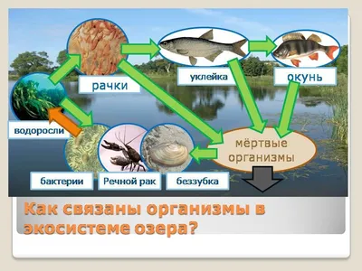 Экосистема озера - Презентации по биологии