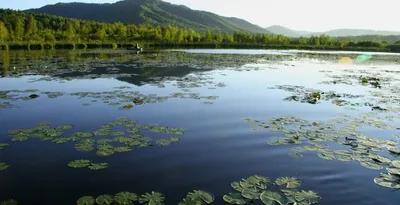 Экология озер национального парка | Новости подчиненных организаций |  Управление делами Президента Республики Беларусь