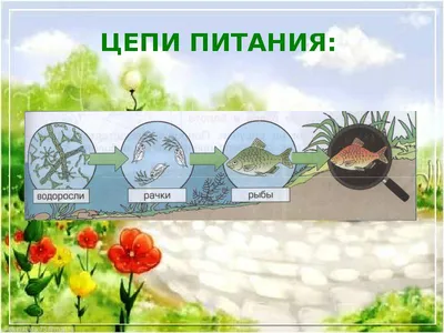 Презентация "Экосистема озера" (3 класс) по окружающему миру – скачать  проект