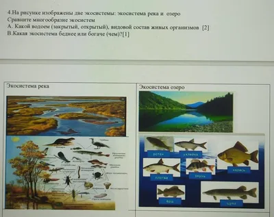 Презентация на тему: "Урок окружающего мира в 3 классе «А». Экосистема озера  Верхний этаж Нижний этаж Планктон рачки дафнии циклопы одноклеточные  водоросли Растения элодея.". Скачать бесплатно и без регистрации.