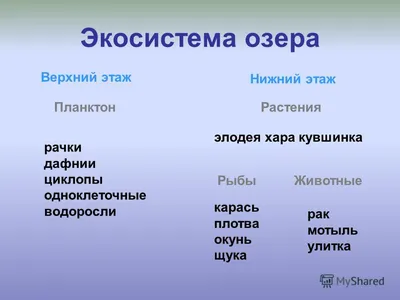 ЭКОСИСТЕМА ОЗЕРА ЯНТАРНОЕ (Г. НАДЫМ) В ИЗМЕНЯЮЩИХСЯ УСЛОВИЯХ СРЕДЫ