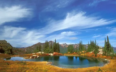 Бесплатное изображение: водные растения, болото, экосистема, природа,  пейзаж, величавый, дерево, озеро, вода, лес