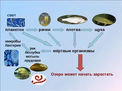 Экосистема озера»