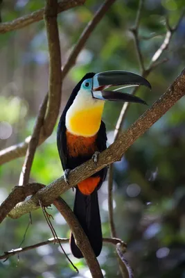 Экзотические птицы, обитающие в лесах Эквадора (15 фото)
