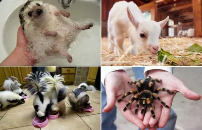 Экзотические животные в ветеринарной клинике Айболит