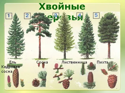 Магия зимнего леса: Фотка ели в форматах JPG, PNG | Ель елка сосна Фото  №834725 скачать