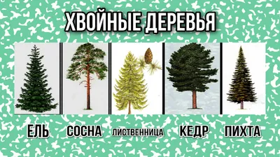 Сосна Обыкновенная, живая новогодняя елка в пластиковом горшке — купить в  интернет-магазине по низкой цене на Яндекс Маркете