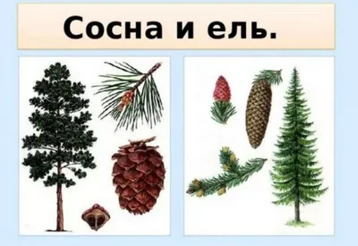 Купить Елку (сосну) искусственную новогоднюю Снежная королева 150 см в  интернет-магазине | 