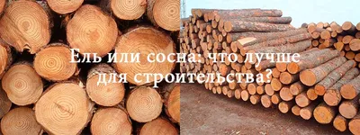 Сосна: живая елка на Новый год в Ростове - Садовый центр питомника Юг-Лес