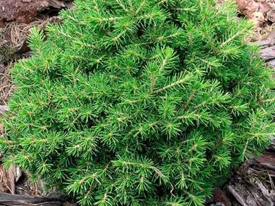 ЕЛЬ ОБЫКНОВЕННАЯ МАКСВЕЛЛИ (PICEA ABIES MAXWELLII) | "Кедр" Питомник  растений в СПб