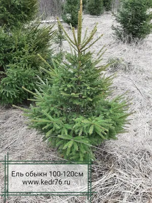 ЕЛЬ ОБЫКНОВЕННАЯ ОЛЕНДОРФИ (PICEA ABIES OHLENDORFFII) | "Кедр" Питомник  растений в СПб