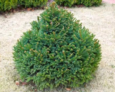 Ель обыкновенная (Picea abies)