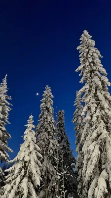 Ель искусственная Crystal Trees Больери в снегу KP18180 180 см зеленая  заснеженная - купить в Москве, цены на Мегамаркет