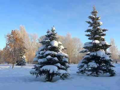 Елочка в снегу (58 фото) - 58 фото