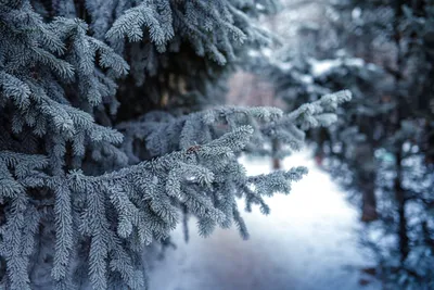Картинки зима ели в снегу (65 фото) » Картинки и статусы про окружающий мир  вокруг