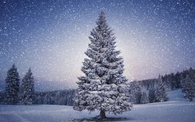 Зимняя елка (30 фото) - 30 фото