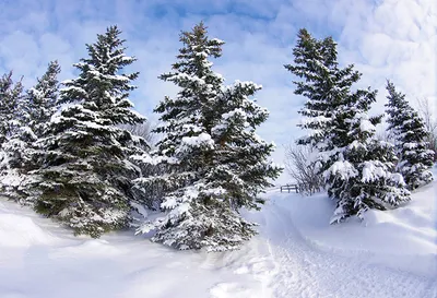 Снег Ель Зима - Бесплатное фото на Pixabay - Pixabay