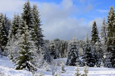 картинки : филиал, снег, зима, высокая, Погода, снежно, Пихта,  Рождественская елка, время года, Хвойное дерево, Ель, Огромный, Зимний,  Замораживание, Древесное растение, Наземный завод 3240x4320 - - 1249532 -  красивые картинки - PxHere