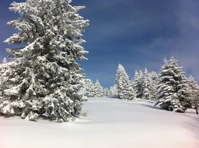 Снежная елка - 68 фото