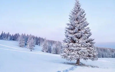 картинки : пейзаж, природа, лес, филиал, снег, холодно, зима, туман, белый,  мороз, Погода, Пихта, Рождественская елка, время года, Хвойное дерево,  серый, Ель, Зимний, Замораживание, Древесное растение, Наземный завод  4000x3000 - - 811551 - красивые ...