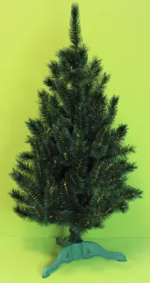 Ель Канадская (Ель Сизая, Picea glauca) саженец, 10 шт. в упаковке в  интернет-магазине 