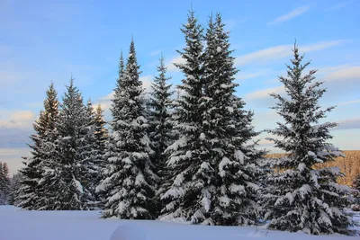 Ель канадская Коника Блю (Picea Conica Blue) - описание сорта, фото,  саженцы, посадка, особенности ухода. Дачная энциклопедия.