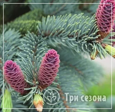 Ель колючая (Picea pungens) — описание, выращивание, фото | на 