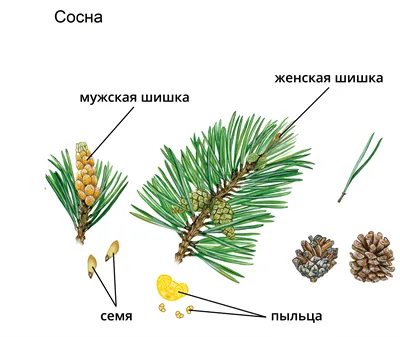 Различия между древесиной сосны и ели.