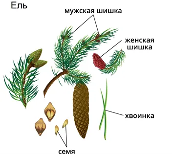 Чем отличается елка от сосны: что такое ель, а что такое сосна