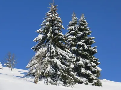 Фотография на тему Заснеженные ели зимой | PressFoto