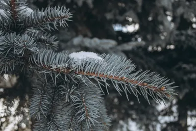 Картинки ёлка, холод, ветки, зелень, ели, зима, Ель, деревья - обои  1280x800, картинка №47744