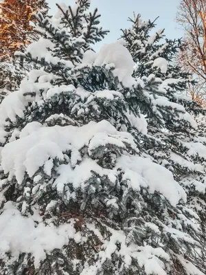 Ели зимой