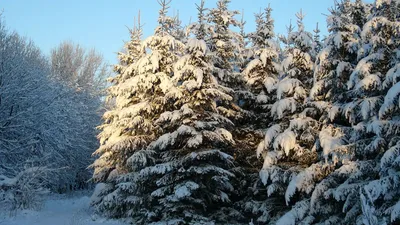 Ели в снегу (40 фото) - 40 фото