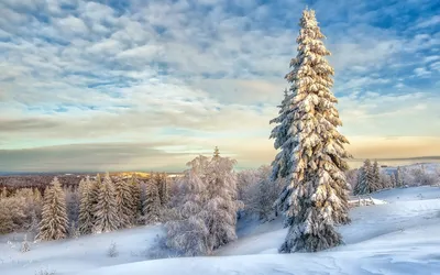 Фото Германия Hesse ели зимние Природа снегу деревьев