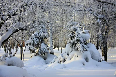 Красивые ели, покрытые снегом в зимний день, размытый вид :: Стоковая  фотография :: Pixel-Shot Studio