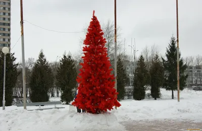 живность :: елка :: котэ (прикольные картинки с кошками) / смешные картинки  и другие приколы: комиксы, гиф анимация, видео, лучший интеллектуальный  юмор.