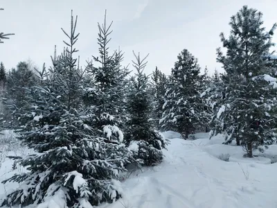 Обои на рабочий стол Заснеженная елка в лесу, обои для рабочего стола,  скачать обои, обои бесплатно