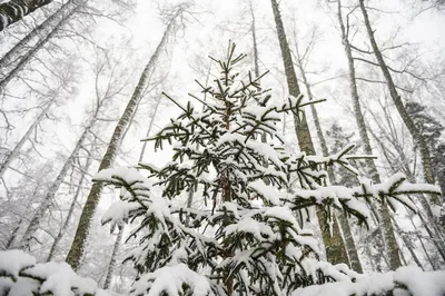 Как выбрать елку в государственном лесу и не навредить — советы специалиста  / Статья