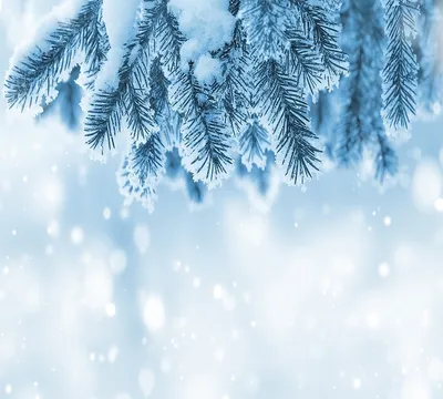 Новогодняя елка в снегу (53 фото) - 53 фото