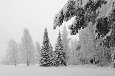 Ткани и трикотаж  - Футер Ёлки в снегу