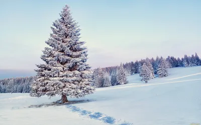 Заснеженные елки или снежные королевы