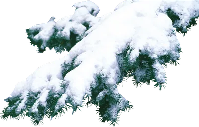 Еловые ветки в снегу - 51 фото