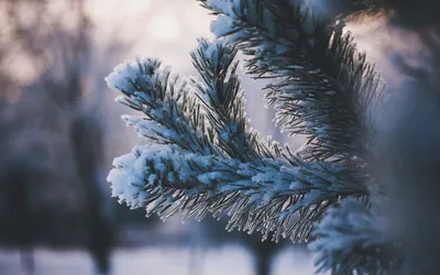 Футаж Снегопад. Еловые ветки, еловые шишки и снегопад. Снег видео. Футажи  для видеомонтажа - YouTube