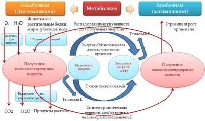 Большой гайд по энергии. Часть 1 — как получать максимум пользы из питания?  / Хабр